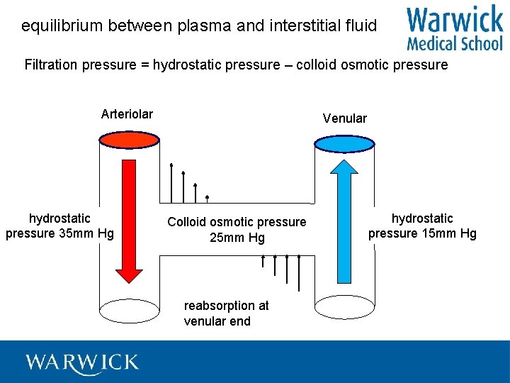equilibrium between plasma and interstitial fluid Filtration pressure = hydrostatic pressure – colloid osmotic