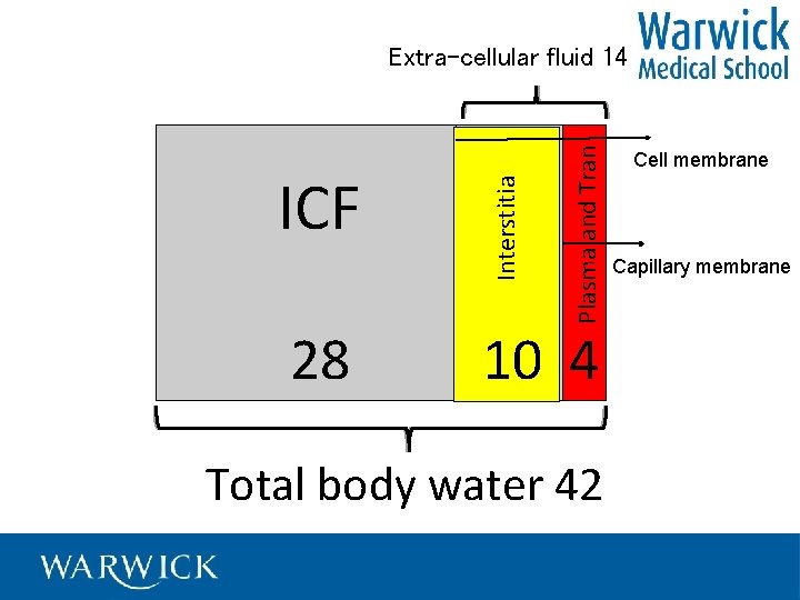 28 Plasma and Tran ICF Interstitia Extra-cellular fluid 14 10 4 Total body water