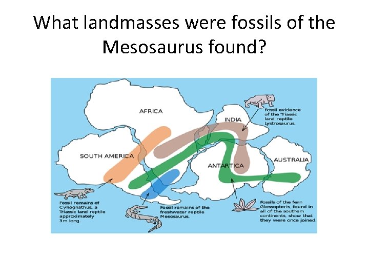 What landmasses were fossils of the Mesosaurus found? 
