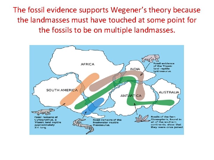 The fossil evidence supports Wegener’s theory because the landmasses must have touched at some