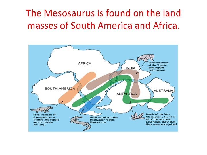The Mesosaurus is found on the land masses of South America and Africa. 