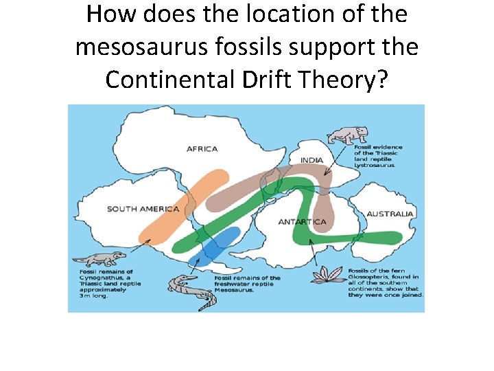 How does the location of the mesosaurus fossils support the Continental Drift Theory? 