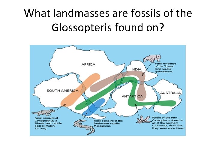 What landmasses are fossils of the Glossopteris found on? 