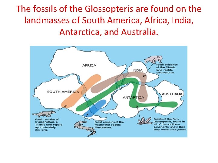 The fossils of the Glossopteris are found on the landmasses of South America, Africa,