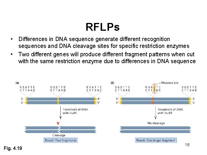 RFLPs • Differences in DNA sequence generate different recognition sequences and DNA cleavage sites