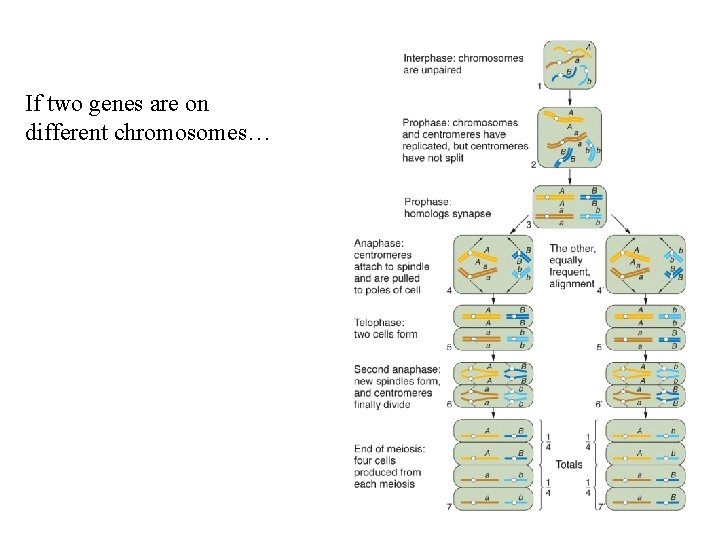 If two genes are on different chromosomes… 2 