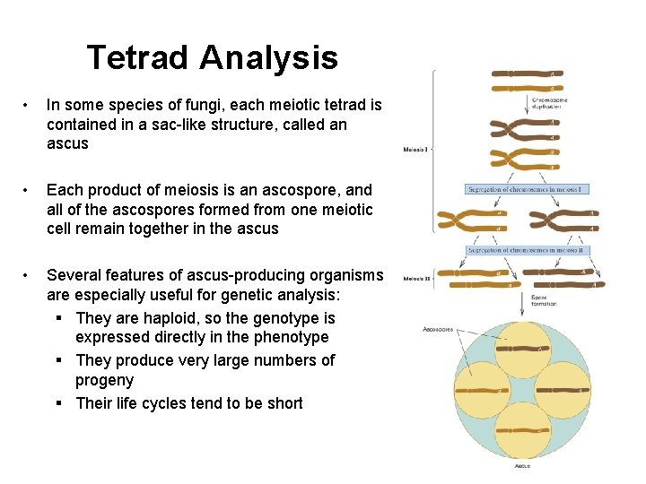 Tetrad Analysis • In some species of fungi, each meiotic tetrad is contained in