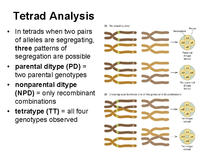 Tetrad Analysis • In tetrads when two pairs of alleles are segregating, three patterns