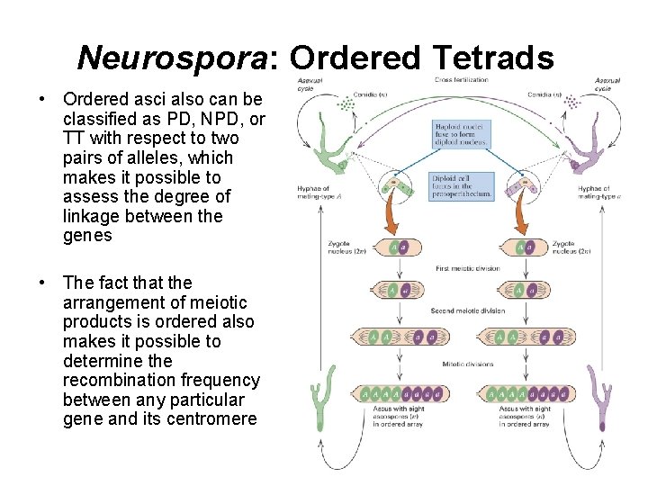 Neurospora: Ordered Tetrads • Ordered asci also can be classified as PD, NPD, or