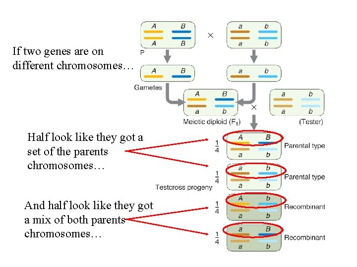 If two genes are on different chromosomes… Half look like they got a set