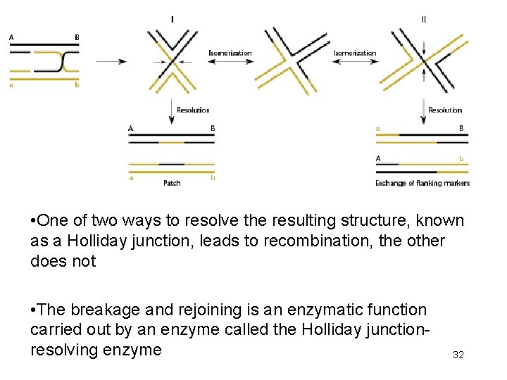  • One of two ways to resolve the resulting structure, known as a