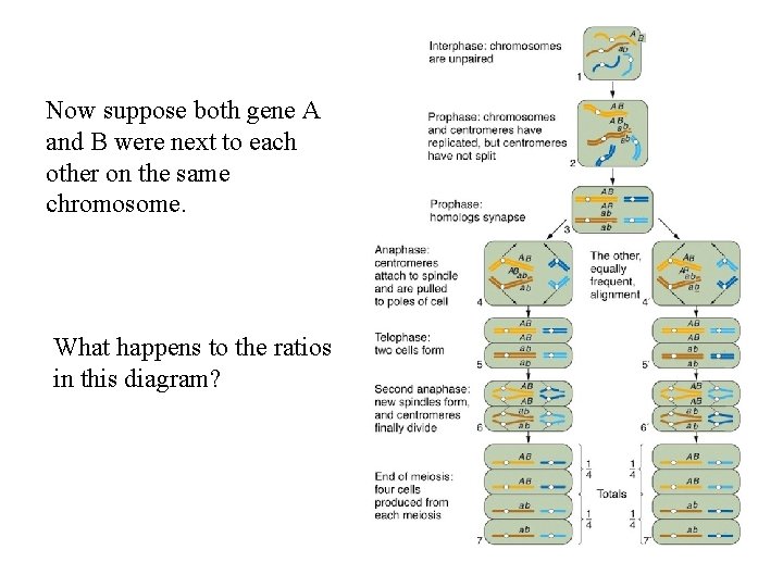 Now suppose both gene A and B were next to each other on the