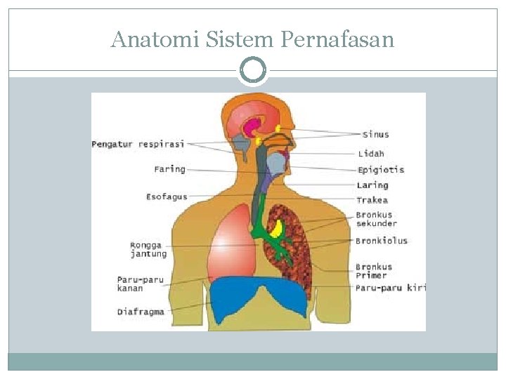 Anatomi Sistem Pernafasan 