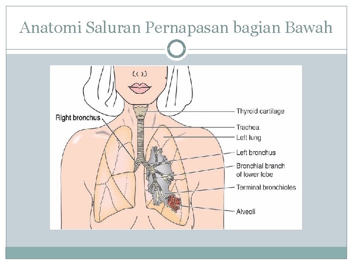 Anatomi Saluran Pernapasan bagian Bawah 