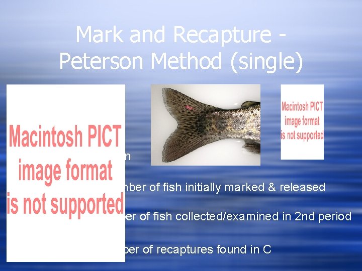 Mark and Recapture Peterson Method (single) Bailey modification Number of fish initially marked &