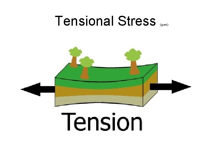 Tensional Stress (gum) 
