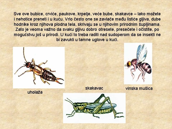 Sve ove bubice, crviće, paukove, krpelje, veće bube, skakavce – lako možete i nehotice