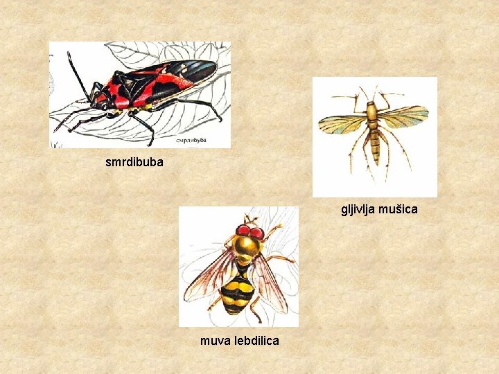 smrdibuba gljivlja mušica muva lebdilica 