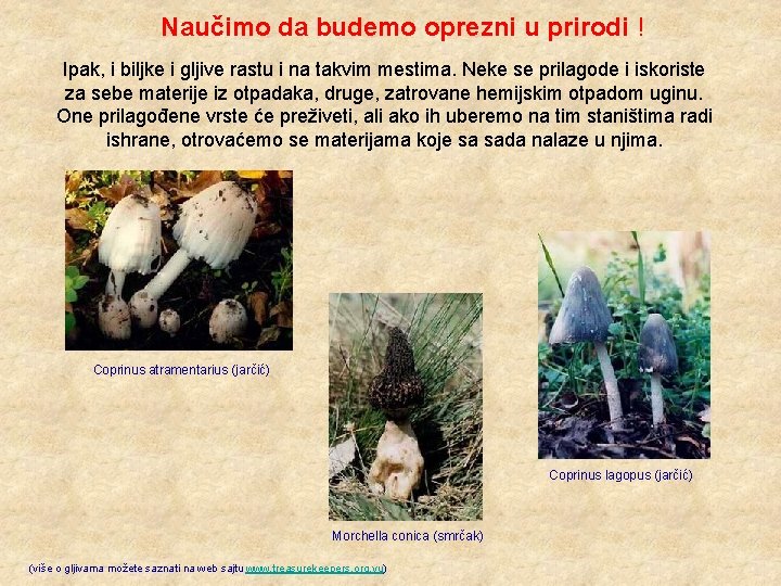 Naučimo da budemo oprezni u prirodi ! Ipak, i biljke i gljive rastu i