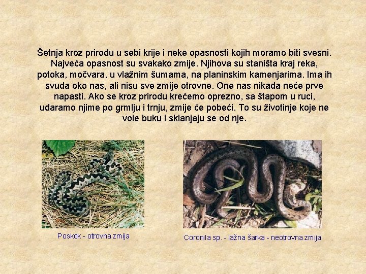 Šetnja kroz prirodu u sebi krije i neke opasnosti kojih moramo biti svesni. Najveća