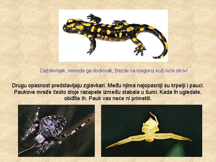  Daždevnjak, nemojte ga dodirivati, žlezde na njegovoj koži luče otrov! Drugu opasnost predstavljaju