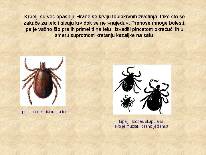 Krpelji su već opasniji. Hrane se krvlju toplokrvnih životinja, tako što se zakače za