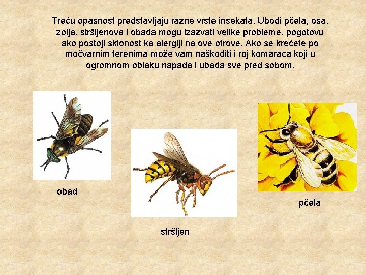 Treću opasnost predstavljaju razne vrste insekata. Ubodi pčela, osa, zolja, stršljenova i obada mogu