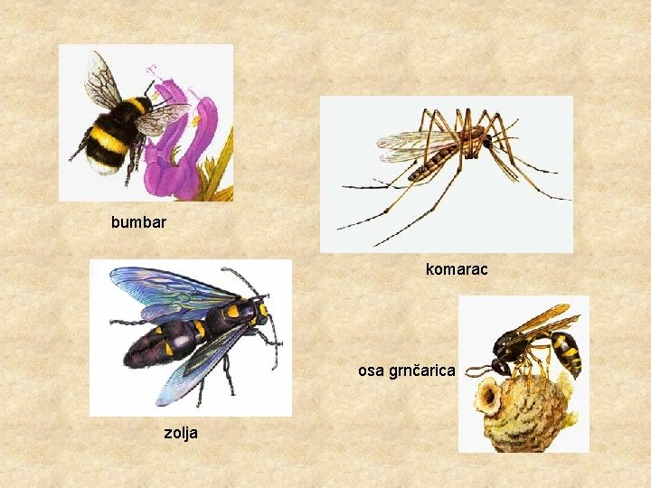 bumbar komarac osa grnčarica zolja 