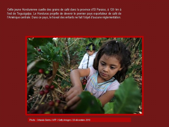 Cette jeune Hondurienne cueille des grains de café dans la province d’El Paraiso, à