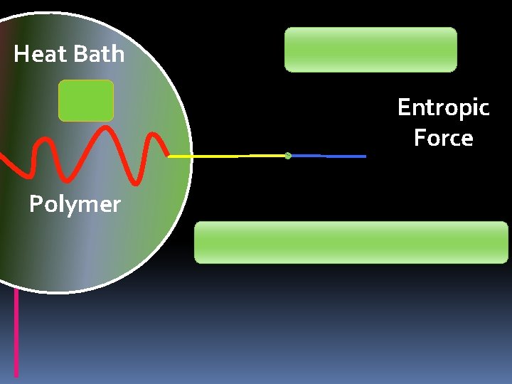 Heat Bath Entropic Force Polymer 