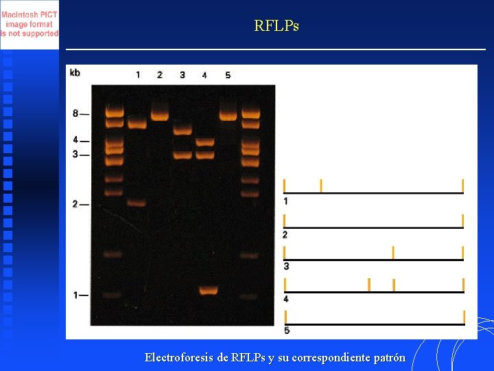 RFLPs Electroforesis de RFLPs y su correspondiente patrón 