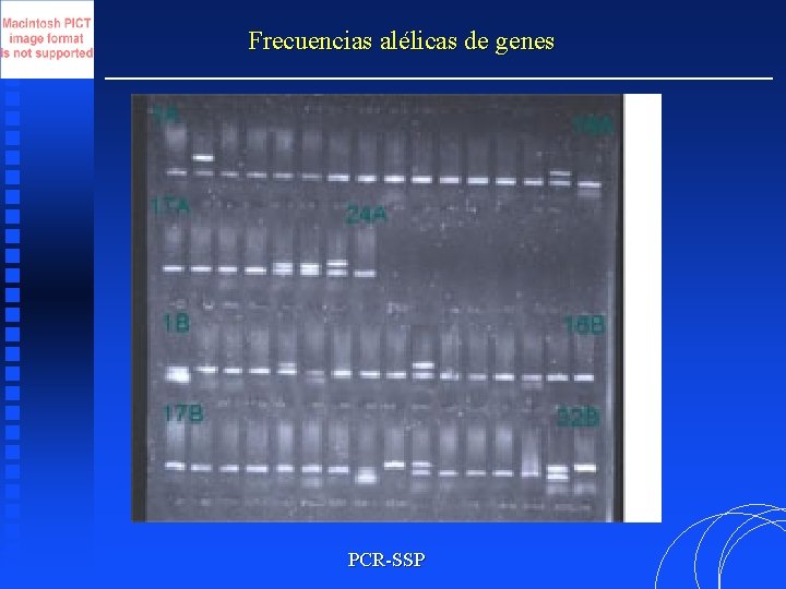 Frecuencias alélicas de genes PCR-SSP 