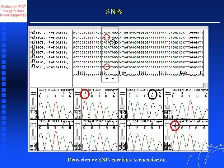 SNPs Detección de SNPs mediante secuenciación 