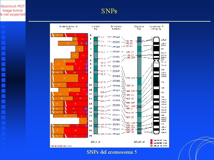 SNPs del cromosoma 5 