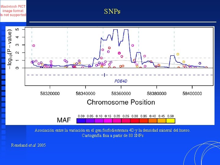 SNPs Asociación entre la variación en el gen fosfodiesterasa 4 D y la densidad