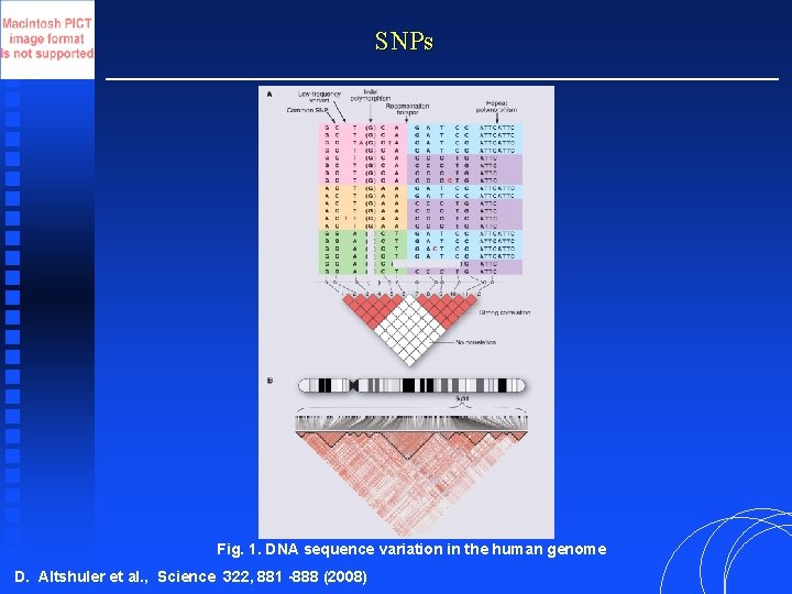 SNPs Fig. 1. DNA sequence variation in the human genome D. Altshuler et al.