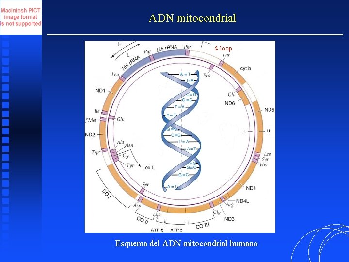 ADN mitocondrial d-loop Esquema del ADN mitocondrial humano 