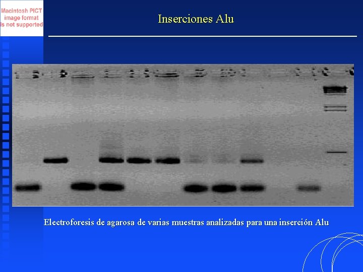 Inserciones Alu Electroforesis de agarosa de varias muestras analizadas para una inserción Alu 