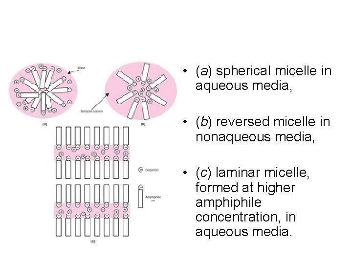 • (a) spherical micelle in aqueous media, • (b) reversed micelle in nonaqueous • (a) spherical micelle in aqueous media, • (b) reversed micelle in nonaqueous