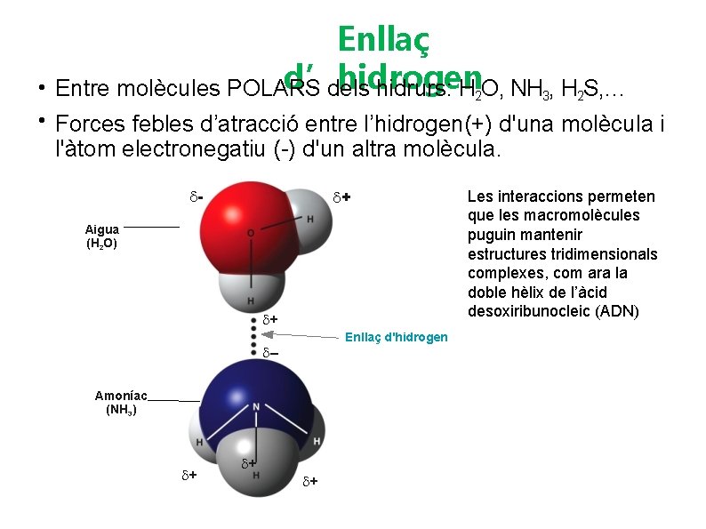 Enllaç d’hidrogen • Entre molècules POLARS dels hidrurs: H 2 O, NH 3, H Enllaç d’hidrogen • Entre molècules POLARS dels hidrurs: H 2 O, NH 3, H