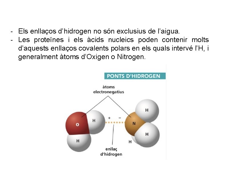 - Els enllaços d’hidrogen no són exclusius de l’aigua. - Les proteïnes i els - Els enllaços d’hidrogen no són exclusius de l’aigua. - Les proteïnes i els