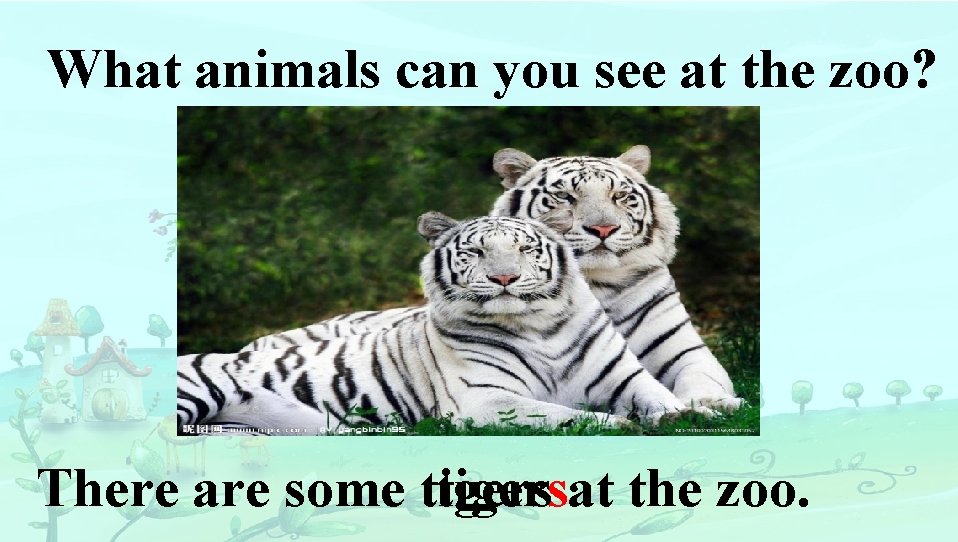 What animals can you see at the zoo? There are some tigersat the zoo.