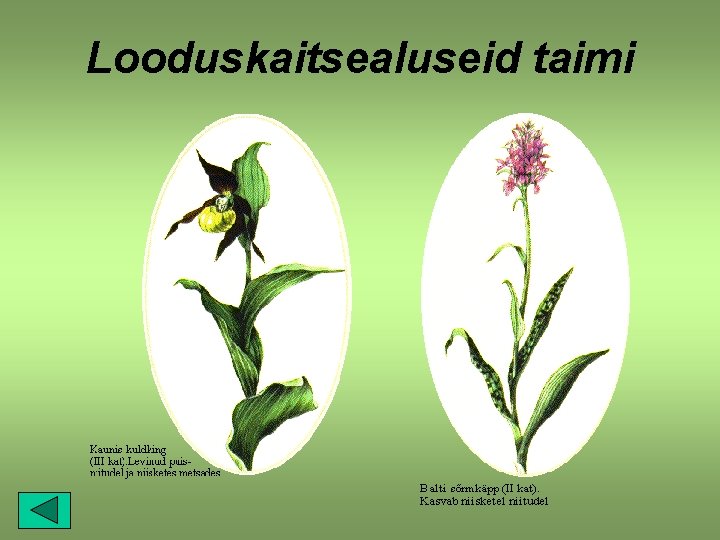 Looduskaitsealuseid taimi 