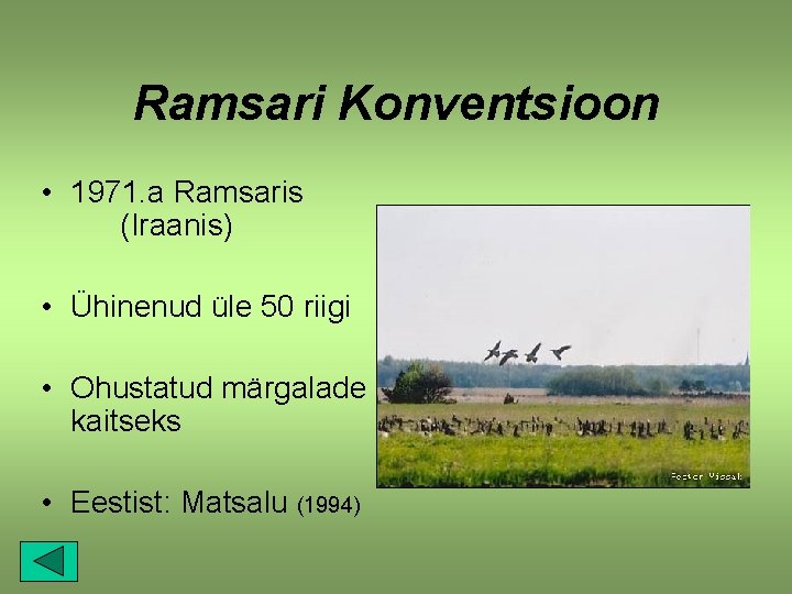 Ramsari Konventsioon • 1971. a Ramsaris (Iraanis) • Ühinenud üle 50 riigi • Ohustatud