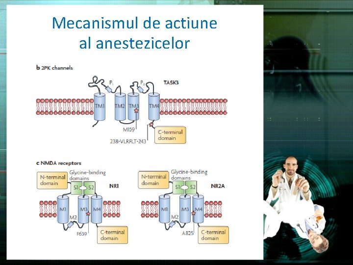 Mecanismul de actiune al anestezicelor 