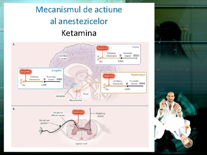 Mecanismul de actiune al anestezicelor Ketamina 