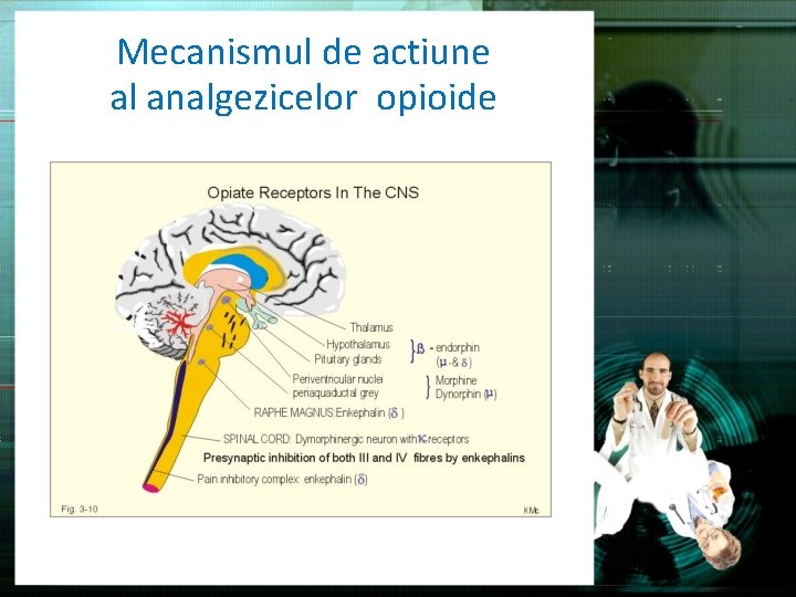 Mecanismul de actiune al analgezicelor opioide 