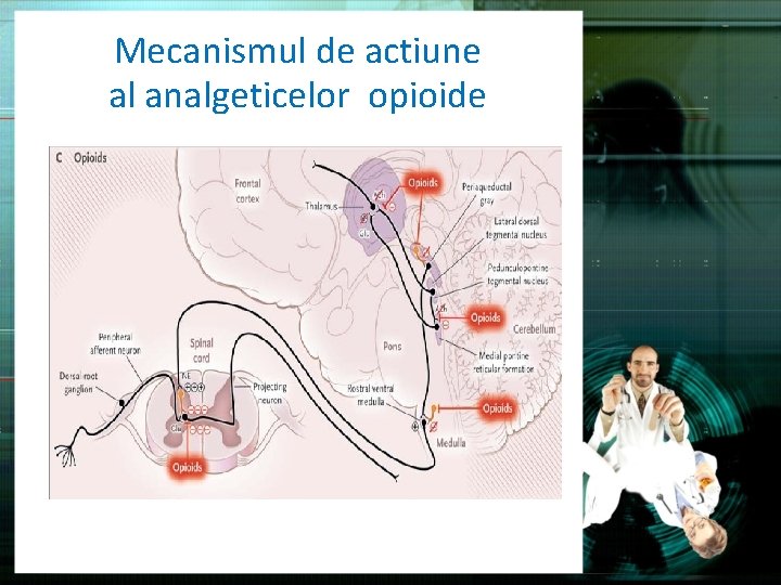 Mecanismul de actiune al analgeticelor opioide 