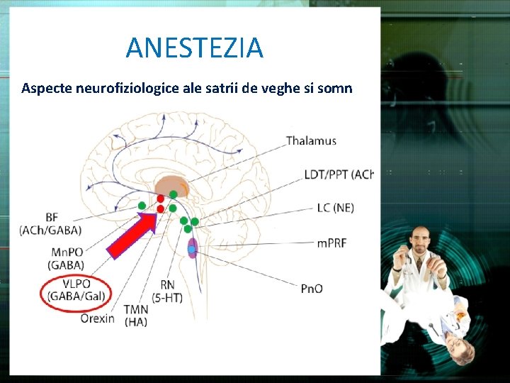 ANESTEZIA Aspecte neurofiziologice ale satrii de veghe si somn 