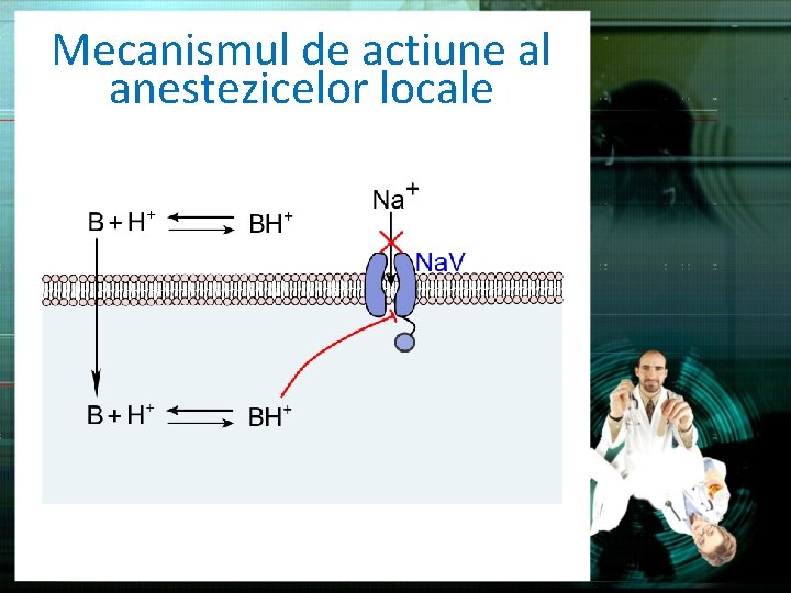 Mecanismul de actiune al anestezicelor locale 